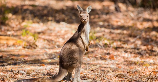 visumvandaag-australie-2